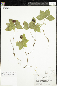 Cornus canadensis image