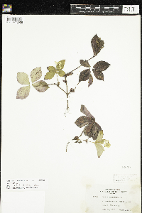 Cornus canadensis image