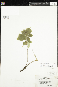 Cornus canadensis image