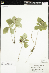 Cornus canadensis image