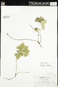 Cornus canadensis image