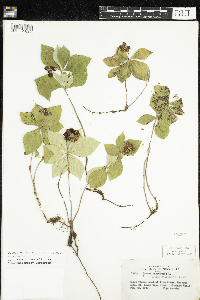 Cornus canadensis image