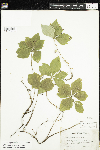 Cornus canadensis image