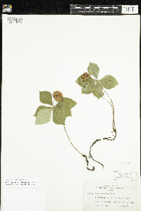 Cornus canadensis image