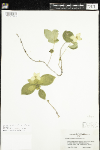 Cornus canadensis image