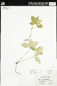 Cornus canadensis image