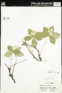 Cornus canadensis image