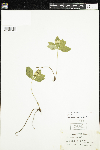 Cornus canadensis image
