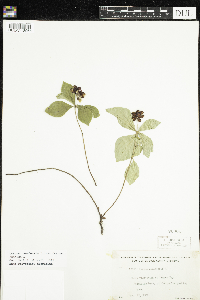 Cornus canadensis image