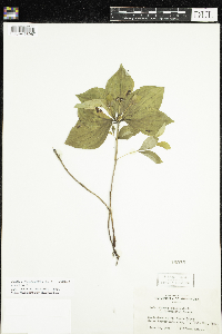 Cornus canadensis image