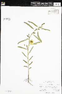 Chamaecrista fasciculata image