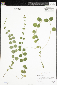 Lysimachia nummularia image