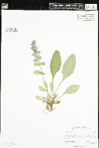 Ajuga genevensis image