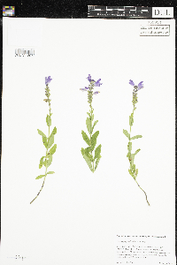 Physostegia parviflora image