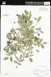 Rosa glauca image