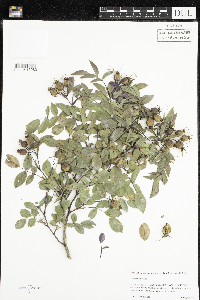 Rosa glauca image