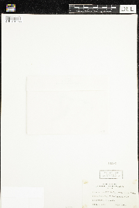 Media resource of Drosera rotundifolia