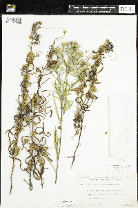 Cuscuta cephalanthi image