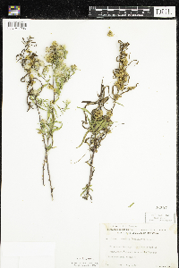 Cuscuta cephalanthi image