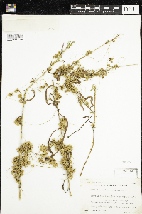 Cuscuta cephalanthi image