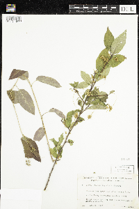 Cuscuta cephalanthi image