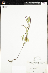 Cuscuta cephalanthi image