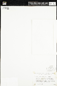 Cuscuta cephalanthi image