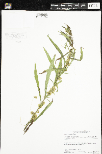 Cuscuta cephalanthi image