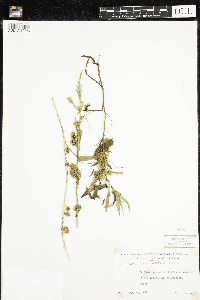 Cuscuta cephalanthi image