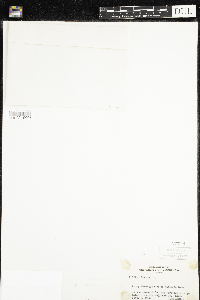 Cuscuta cephalanthi image