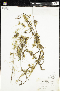 Cuscuta cephalanthi image