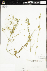 Cuscuta cephalanthi image