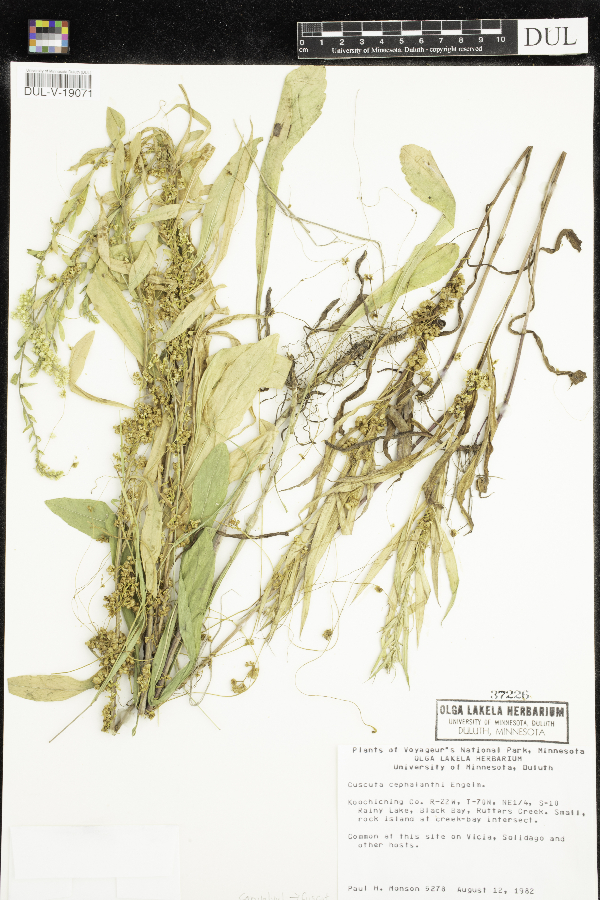 Cuscuta cephalanthi image