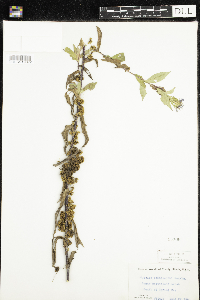 Cuscuta cephalanthi image