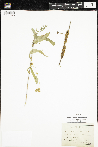 Cuscuta gronovii image