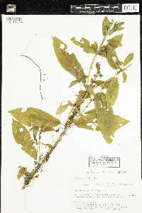 Cuscuta gronovii image