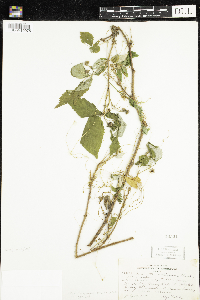 Cuscuta gronovii image