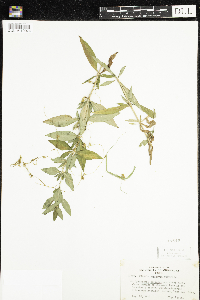 Cuscuta gronovii image