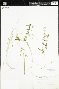 Cuscuta gronovii image