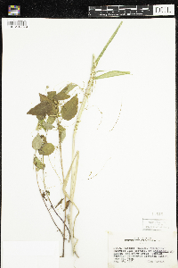 Cuscuta gronovii image