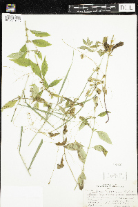 Cuscuta gronovii image