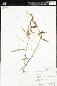 Cuscuta gronovii image