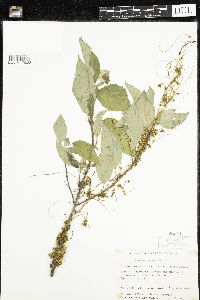 Cuscuta gronovii image
