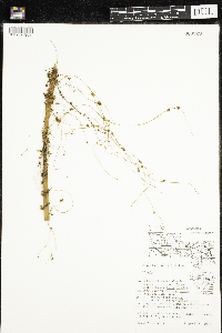 Cuscuta gronovii image