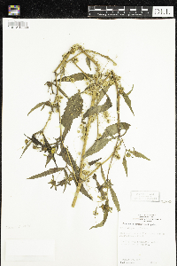 Cuscuta polygonorum image