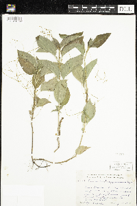 Cuscuta polygonorum image