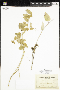 Cuscuta indecora image