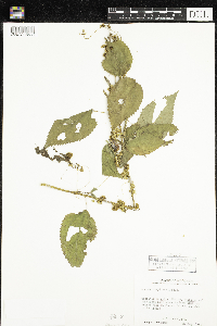 Cuscuta cuspidata image