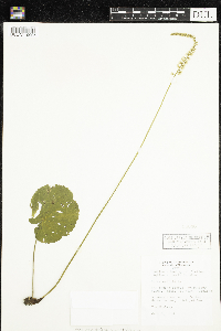 Media resource of Galax urceolata