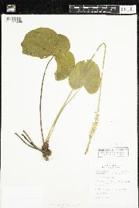 Galax urceolata image